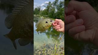 Nice little bluegill on a piece of corn ￼￼