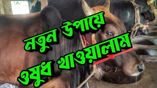 গরুকে কৃমিনাশক দিলাম || Purbasha Agro