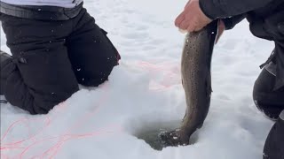 Derby winning fish! Ice fishing for brown trout!