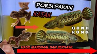 KASIH PAKAN KATAK,PORSI KATAK BABY AURANTI HASILNYAAJIB GONDRONG #auranti #channaindonesia #gondrong