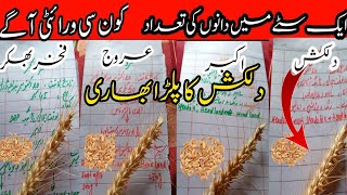 Aik sitty mein kitny daany|wheat grain in one spike|wheat analysis 2024 |Badwal desi vlog|