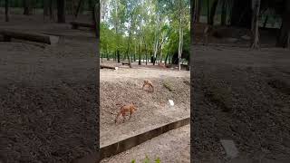 Deer Scenes 🦌 Surat ❤️ | #trending #trendingreels #travel