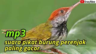 suara pikat burung perenjak kepala merah nyaring dan gacor