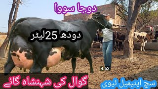 03466152628| cholistani friesian cross cow| cholistani friesian cross|cholistani cows|Such animal tv