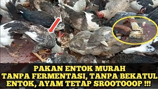 PAKAN GRATIS TANPA FERMENTASI || ENTOK AYAM TETAP LAHAP