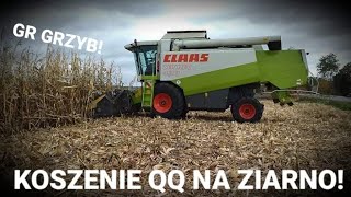 🌽QQ na ziarno 🌽2021🌽 LEXION buszuje w qq 🌽