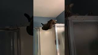 Oh no!! Got himself in a little trouble! #mochicat #animals #funnyanimals