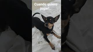 Cuando quiero jugar!. #fypシ #fypシ゚viral #hazmeviral #reels #tiktok #usa #fypyoutube #mascotas #kwai