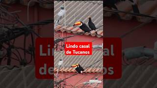 Lindo casal de Tucanos #Tucanos #aves #pássaros