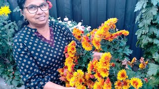 മനോഹരം ആയ പൂക്കൾ  // Our flower garden