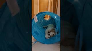 Najlepsza zabawa z psem agility tunel #goldenretriever #agilitytraining #agility #dog