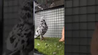 Pigeon video #shorts #pigeonbird #kabutar #bird #nafeespigeon