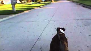 Rollerblading with my dog