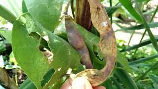 Tanaman buncis ungu organik, berkebun di lahan terbatas