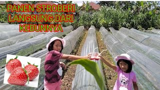 Keseruan kita ke kebun Strawberry petik sendiri...