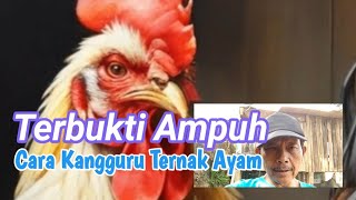 Cara Menyelamatkan Kematian Anak Ayam sistem Peternak Cerdas.