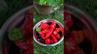 Harvest Carolina Reaper super hot pepper #shorts #toronto #2021