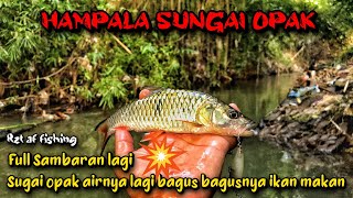 casting hampala sugai opak full Sambaran lagi