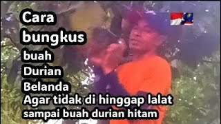 Cara bungkus Durian Belanda agar tidak di hinggap lalat sampai buah hitam