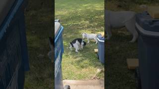 Puppy Bull Terrier Playing With Miniature Schnauzer ❤️ #AKC #BullTerrier #Mini #Cute #Beautiful