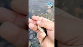 small talapia fish jK fishing 91 #jk #fishing #river #hunting