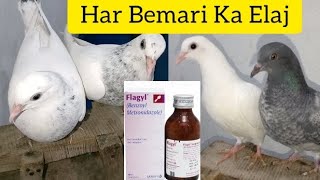 Flagyl Syrup Se Kabutaron Ki Har Bimari Ka Elaj || MAsad Birds || #MAsadBirds #kabutar #pigeon