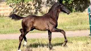 colt by Bon Couer - Rocky Lee, *2023 Oldenburg