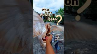 What is the meaning of pigeon? 🤔 #pigeon