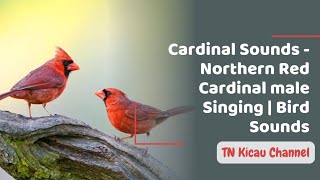 Cardinal Sounds - Northern Red Cardinal male Singing | Bird Sounds