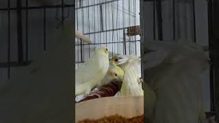 Smart and lovely little budgies #part-1