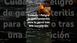 ¡Cuidado! Peligro de Gastroenteritis en Perros Tras Inundaciones #danavalencia