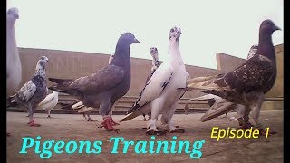 Pigeons Training 26 kabootaro ki Khulat Episode 01