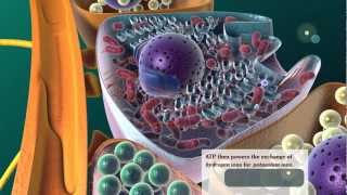 Parietal Cell: Gastric Acid Production