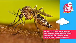 Mendoza avanza en el control del dengue con técnica de insecto estéril