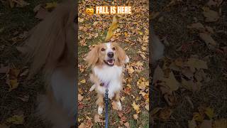 🍁🐶CATCH LEAVES with ME on LOOP! #autumn #fallvibes #cutedog #trend #collie #puppy #doglover #dogmom