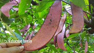 Saraca thaipingensis Cantley ex. Prain