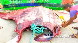 MANTA RAY FISH !!! CATCHED TRAWL NET FISHING BOAT