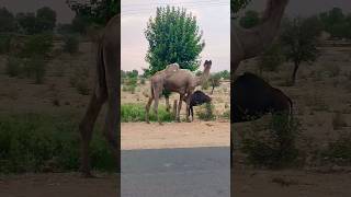 the camel on the road #youtubeshorts #shorts #video #camel ❤️