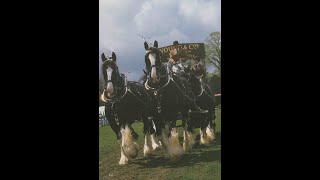 1990   "EAST OF ENGLAND SHOW"  UK    4 HORSE  "HEAVY HORSE" TURNOUTS