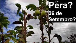 Pé de pêra - 26 de setembro