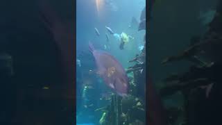 Silverton Hotel Aquarium Las Vegas #fishes