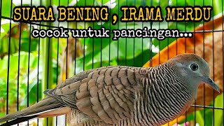 Perkutut lokal Gacor IRAMA MERDU - Suara BENING cocok untuk pancingan