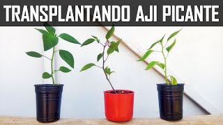 Transplantando Aji picante - plantas de chile