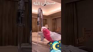 ركزو سبحان الله #tiktok #explore #السعودية #youtubeshorts #ترند_السعودية #share #shorts #short