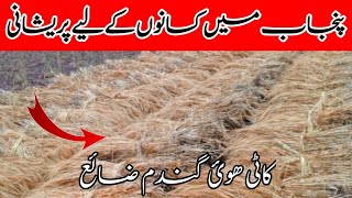 Tez barish|gandum ka nuqsan |Rain in punjab|wheat loss|badwal Desi vlog