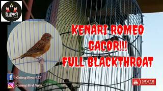 KENARI ROMEO ISIAN BLAKTHROAT #MASTERBLACKTRHOAT #KENARI