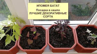 Ипомея батат. ч.5. Посадка в кашпо. 4 лучших декоративных сорта.