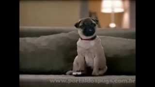 Extra TV - Comercial de TV - Propaganda com Pug