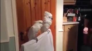 Cacatúa blanca bailando