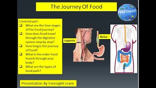 Food Part 4 The Journey of Food Explained|The Journey of Food Theory: Behind the Scenes